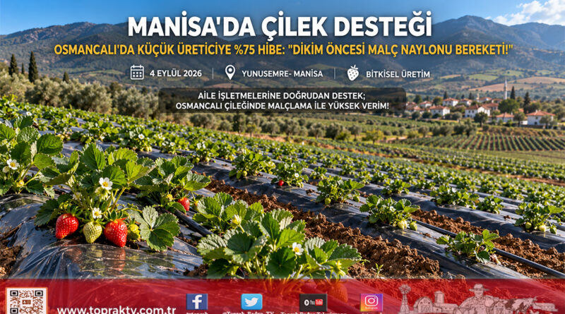 Manisa’da Çilek Üreticisine Yüzde 75 Hibeli Destek: Osmancalı’da Malç Naylonları Dağıtıldı!…