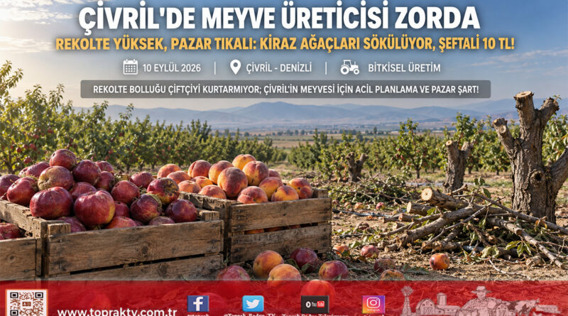 Çivril Meyve Üreticisinden Ortak Feryat: Yüksek Rekolte Pazarsız Kaldı, Kiraz Ağaçları Sökülüyor, Kalıcı Planlama Şart!…