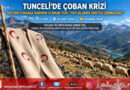 Tunceli Yaylalarında Kriz Derinleşiyor: 150 Bin ₺ Maaşa Rağmen Çoban Bulunamıyor, Küçükbaş Üreticisi Çıkmazda!…
