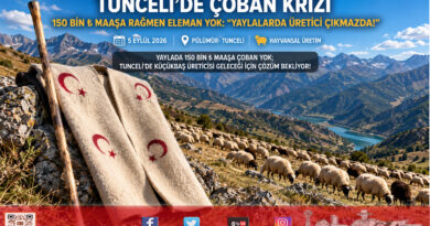 Tunceli Yaylalarında Kriz Derinleşiyor: 150 Bin ₺ Maaşa Rağmen Çoban Bulunamıyor, Küçükbaş Üreticisi Çıkmazda!…