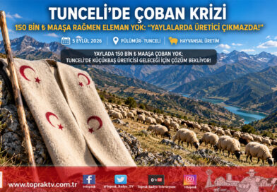 Tunceli Yaylalarında Kriz Derinleşiyor: 150 Bin ₺ Maaşa Rağmen Çoban Bulunamıyor, Küçükbaş Üreticisi Çıkmazda!…