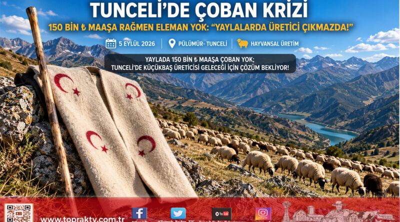 Tunceli Yaylalarında Kriz Derinleşiyor: 150 Bin ₺ Maaşa Rağmen Çoban Bulunamıyor, Küçükbaş Üreticisi Çıkmazda!…