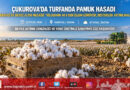 Çukurova’da Beyaz Altın Mesaisi: Türkiye’nin İlk Turfanda Pamuk Hasadı Karataş’ta Başladı!…
