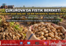 Çukurova’nın Sarı Altınında Hasat Zamanı: Adana’da 135 Bin Ton Yer Fıstığı Rekoltesi Hedefleniyor!…