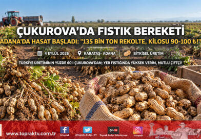 Çukurova’nın Sarı Altınında Hasat Zamanı: Adana’da 135 Bin Ton Yer Fıstığı Rekoltesi Hedefleniyor!…