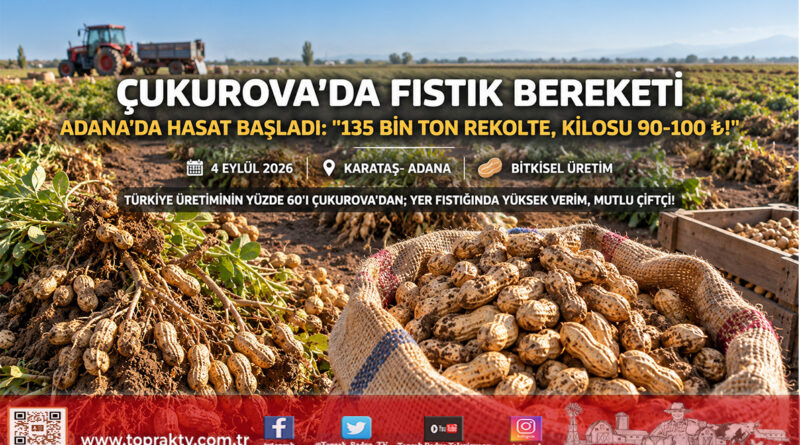 Çukurova’nın Sarı Altınında Hasat Zamanı: Adana’da 135 Bin Ton Yer Fıstığı Rekoltesi Hedefleniyor!…