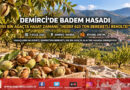 Demirci’nin Dağlarında Badem Bereketi: 395 Bin Ağaçta 625 Ton Rekolte Mesaisi!…