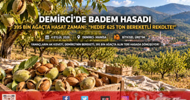 Demirci’nin Dağlarında Badem Bereketi: 395 Bin Ağaçta 625 Ton Rekolte Mesaisi!…