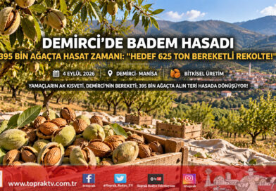 Demirci’nin Dağlarında Badem Bereketi: 395 Bin Ağaçta 625 Ton Rekolte Mesaisi!…