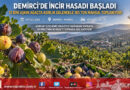 Demirci’de Asırlık İncir Geleneği: 12 Bini Aşkın Ağaçta Hasat Başladı, 185 Tonluk Doğal Mahsul Pazara İniyor!…