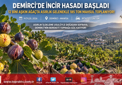 Demirci’de Asırlık İncir Geleneği: 12 Bini Aşkın Ağaçta Hasat Başladı, 185 Tonluk Doğal Mahsul Pazara İniyor!…