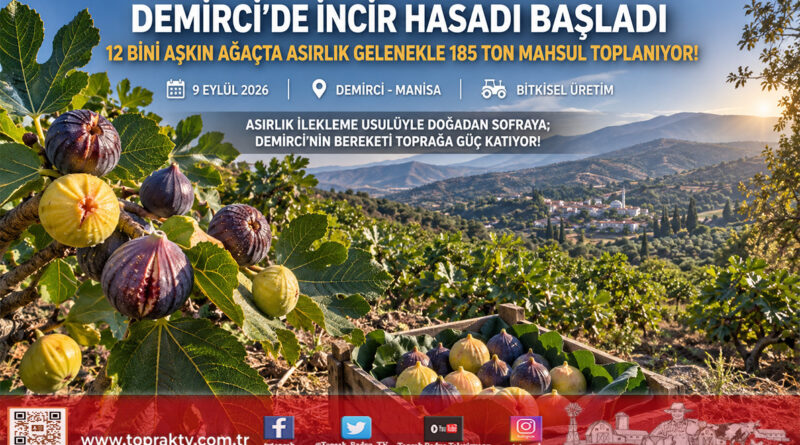 Demirci’de Asırlık İncir Geleneği: 12 Bini Aşkın Ağaçta Hasat Başladı, 185 Tonluk Doğal Mahsul Pazara İniyor!…