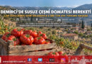Can Suyu Hariç Sıfır Sulamayla 6 Bin Tonluk Rekolte: Demirci’nin Ata Tohumu Çeşni Domatesi Türkiye Pazarında Yok Satıyor!…