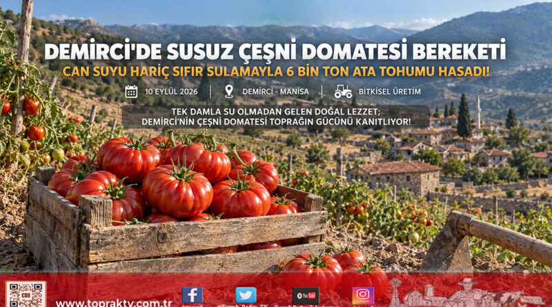 Can Suyu Hariç Sıfır Sulamayla 6 Bin Tonluk Rekolte: Demirci’nin Ata Tohumu Çeşni Domatesi Türkiye Pazarında Yok Satıyor!…