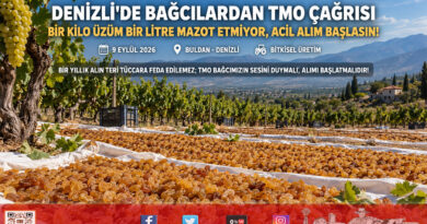Denizli’de Üzüm Üreticisinden İsyan: “Bir Kilo Üzüm Bir Litre Mazot Etmiyor, TMO Acilen Alım Yapsın!”…