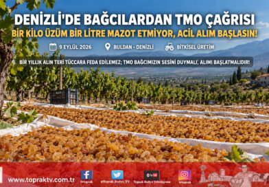 Denizli’de Üzüm Üreticisinden İsyan: “Bir Kilo Üzüm Bir Litre Mazot Etmiyor, TMO Acilen Alım Yapsın!”…