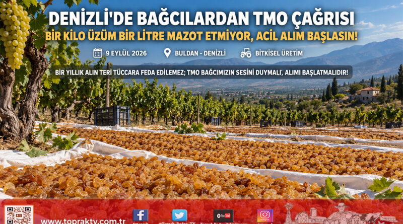 Denizli’de Üzüm Üreticisinden İsyan: “Bir Kilo Üzüm Bir Litre Mazot Etmiyor, TMO Acilen Alım Yapsın!”…