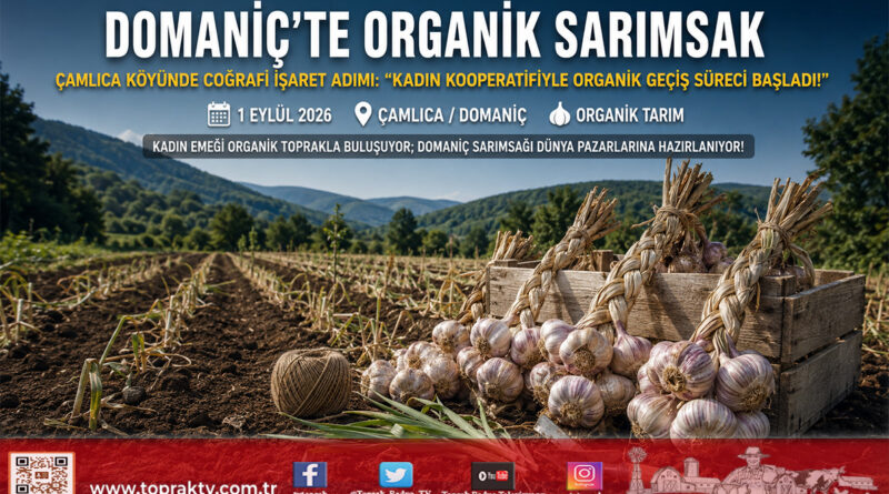Domaniç Sarımsağı Organik Tarımla Değerleniyor: Çamlıca Köyü Kadın Kooperatifi Üreticilerine Teknik Destek ve Sertifikasyon İncelemesi!…
