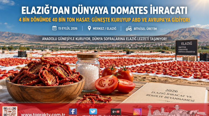 Elazığ Alatarla’da 40 Bin Tonluk Hasat Seferberliği: Güneşte Kurutulan Domatesler ABD ve Avrupa Sofralarına Ulaşıyor!…