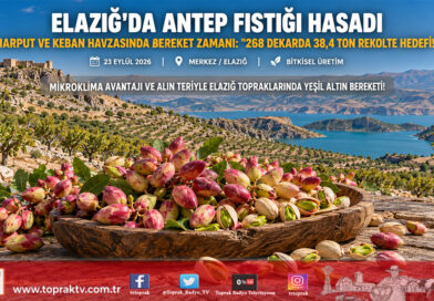 Elazığ’da Yeşil Altın Hasadı: Harput Gümüşbağlar’da Antep Fıstığı Mesaisi Başladı!…