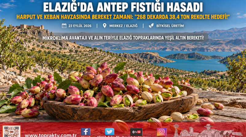 Elazığ’da Yeşil Altın Hasadı: Harput Gümüşbağlar’da Antep Fıstığı Mesaisi Başladı!…