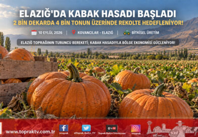 Elazığ Ovası’nda Bereketli Hasat: Kabakta Rekolte 4 Bin Tonun Üzerine Çıkıyor!…