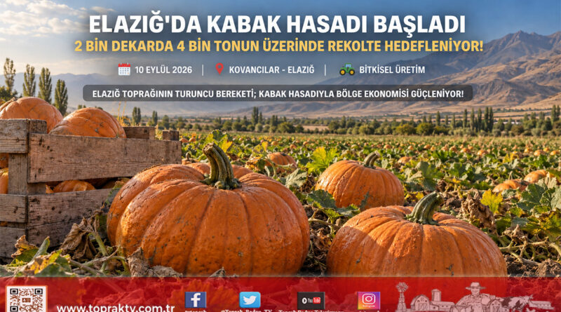 Elazığ Ovası’nda Bereketli Hasat: Kabakta Rekolte 4 Bin Tonun Üzerine Çıkıyor!…