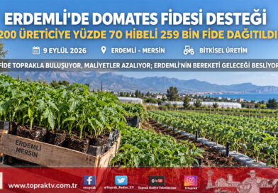 Erdemli’de Domates Üreticisine Yüzde 70 Hibeli Fide Desteği: 259 Bin Fide Toprakla Buluşuyor!…