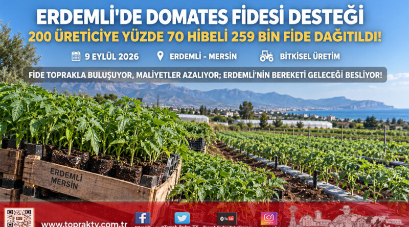 Erdemli’de Domates Üreticisine Yüzde 70 Hibeli Fide Desteği: 259 Bin Fide Toprakla Buluşuyor!…