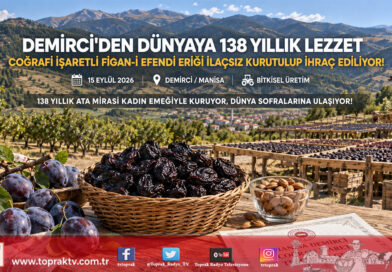 Demirci’de 138 Yıllık Miras Dünya Pazarına Açılıyor: Coğrafi İşaretli ‘Figan-i Efendi Eriği’ Kurutularak 12 Ay İhraç Ediliyor!…