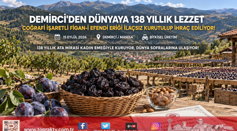 Demirci’de 138 Yıllık Miras Dünya Pazarına Açılıyor: Coğrafi İşaretli ‘Figan-i Efendi Eriği’ Kurutularak 12 Ay İhraç Ediliyor!…