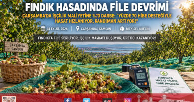 Fındık Hasadında File Devrimi: İşçilik Maliyeti Yüzde 70 Azalıyor, Yüzde 70 Hibe Desteğiyle Yaygınlaşıyor!…