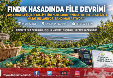 Fındık Hasadında File Devrimi: İşçilik Maliyeti Yüzde 70 Azalıyor, Yüzde 70 Hibe Desteğiyle Yaygınlaşıyor!…