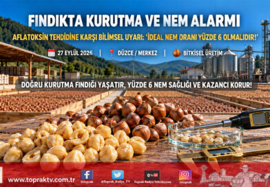 Fındıkta Kalite ve Sağlık Alarmı: Yüzde 6 Nem Oranı Raf Ömrünü Uzatıyor, Aflatoksin Tehdidini Bitiriyor!…
