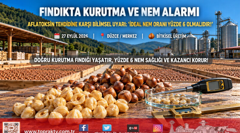 Fındıkta Kalite ve Sağlık Alarmı: Yüzde 6 Nem Oranı Raf Ömrünü Uzatıyor, Aflatoksin Tehdidini Bitiriyor!…