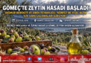 Körfez’de Yeşil Altın Mesaisi: Gömeç’te Yağmurun Bereketiyle Zeytin Hasadı Ve Sinek Teyakkuzu Başladı!…