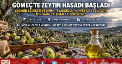 Körfez’de Yeşil Altın Mesaisi: Gömeç’te Yağmurun Bereketiyle Zeytin Hasadı Ve Sinek Teyakkuzu Başladı!…