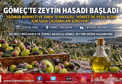 Körfez’de Yeşil Altın Mesaisi: Gömeç’te Yağmurun Bereketiyle Zeytin Hasadı Ve Sinek Teyakkuzu Başladı!…