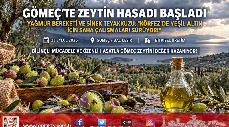 Körfez’de Yeşil Altın Mesaisi: Gömeç’te Yağmurun Bereketiyle Zeytin Hasadı Ve Sinek Teyakkuzu Başladı!…