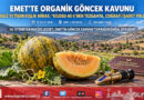 Emet’in Susuz Yetişen Organik Lezzeti: Göncek Kavunu Tezgahta 40 ₺, Coğrafi İşaret İçin Geri Sayım Başladı!…