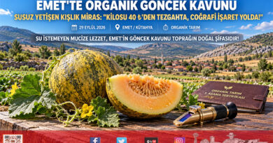 Emet’in Susuz Yetişen Organik Lezzeti: Göncek Kavunu Tezgahta 40 ₺, Coğrafi İşaret İçin Geri Sayım Başladı!…
