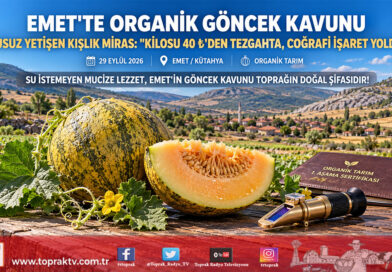 Emet’in Susuz Yetişen Organik Lezzeti: Göncek Kavunu Tezgahta 40 ₺, Coğrafi İşaret İçin Geri Sayım Başladı!…