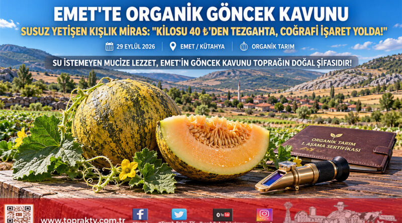 Emet’in Susuz Yetişen Organik Lezzeti: Göncek Kavunu Tezgahta 40 ₺, Coğrafi İşaret İçin Geri Sayım Başladı!…