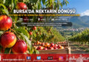 Yazın 10 ₺’ye Kadar Çakılmıştı: Bursa Gürsu’da Geçci Nektarin Dalında 40 ₺’yi Görerek Fiyatını Dörde Katladı!…