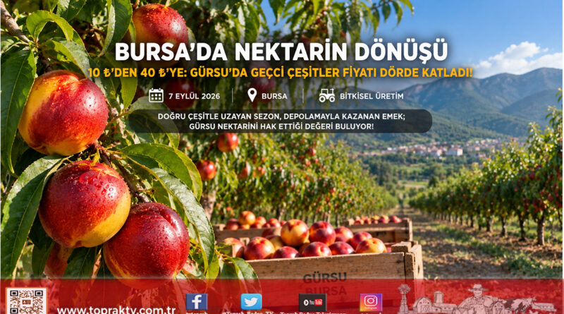 Yazın 10 ₺’ye Kadar Çakılmıştı: Bursa Gürsu’da Geçci Nektarin Dalında 40 ₺’yi Görerek Fiyatını Dörde Katladı!…