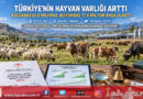 Türkiye’nin Hayvan Varlığında Artış Trendi: Küçükbaş 60,8 Milyona, Büyükbaş 17,8 Milyon Başa Ulaştı!