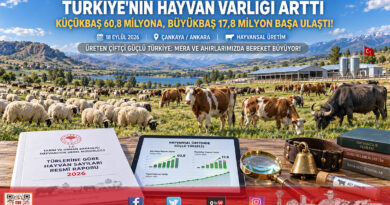 Türkiye’nin Hayvan Varlığında Artış Trendi: Küçükbaş 60,8 Milyona, Büyükbaş 17,8 Milyon Başa Ulaştı!