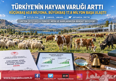 Türkiye’nin Hayvan Varlığında Artış Trendi: Küçükbaş 60,8 Milyona, Büyükbaş 17,8 Milyon Başa Ulaştı!