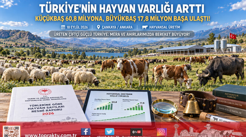 Türkiye’nin Hayvan Varlığında Artış Trendi: Küçükbaş 60,8 Milyona, Büyükbaş 17,8 Milyon Başa Ulaştı!