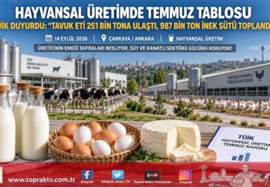 TÜİK Temmuz Rakamlarını Açıkladı: Tavuk Eti ve Yumurtada Çifte Artış, Sanayiye Giden Sütte Yıllık Yükseliş Sürüyor!…